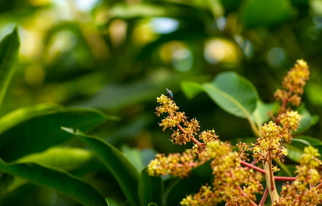 Mangoblüten Mangifera indica mit grünen Blättern im flachen Fokus
