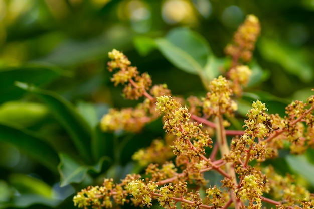 Mangoblüten Mangifera indica mit grünen Blättern im flachen Fokus