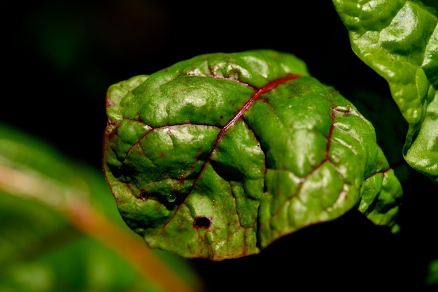 mangoldo en el jardín orgánico hoja de mangoldo