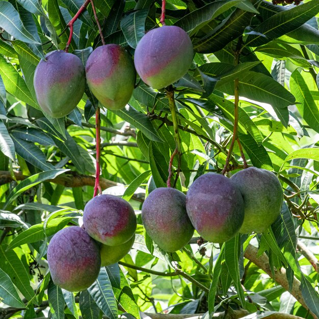 Mangos am Baum