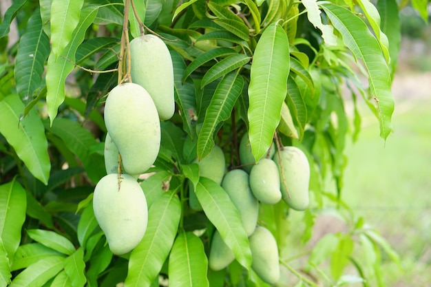 Mangos en un árbol en el jardín de un granjerox9xA