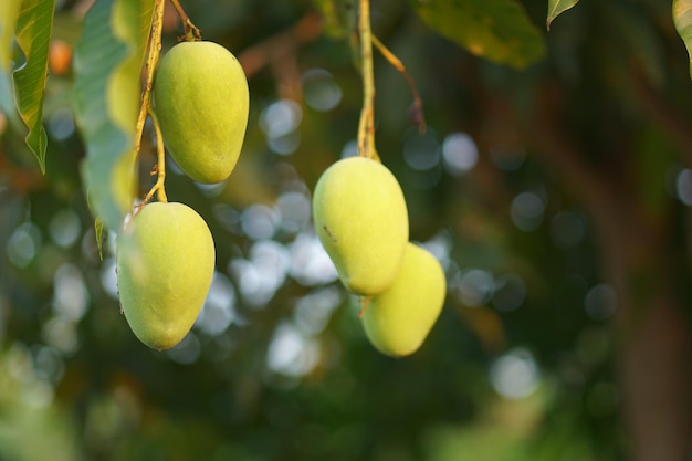 Mangos auf dem Baum im Garten