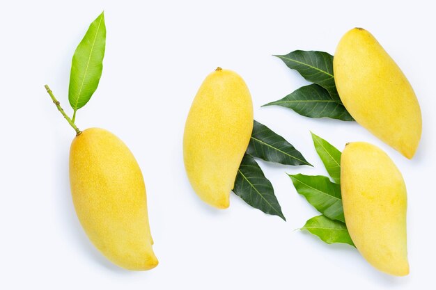 Mangos de frutas tropicales con hojas sobre fondo blanco.