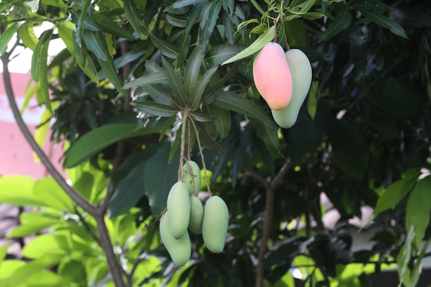 Los mangos maduran en un árbol en el patio traseroMahachanok Mango en un árbol
