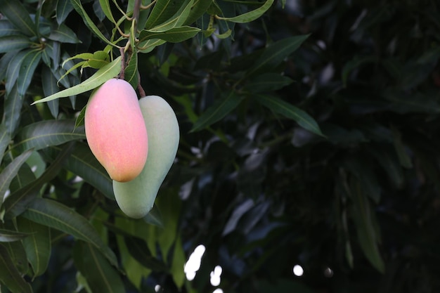 Los mangos maduran en un árbol en el patio traseroMahachanok Mango en un árbol