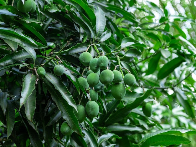 Mangos verdes en árbol en una plantación brasileña. Mango.