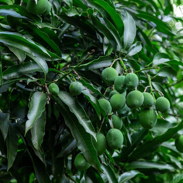 Mangos verdes en árbol en una plantación brasileña. Mango.