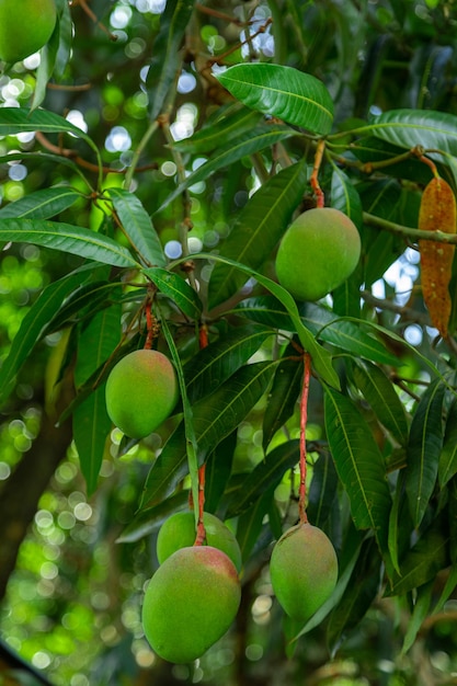 Mangos verdes en árbol en una plantación brasileña. Mango.