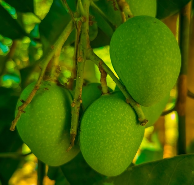 Los mangos verdes están en un árbol con hojas verdes.