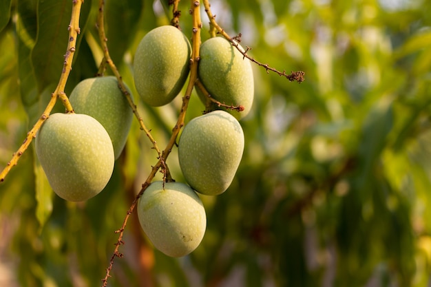 Mangos verdes salvajes crudos que cuelgan en la rama, primer