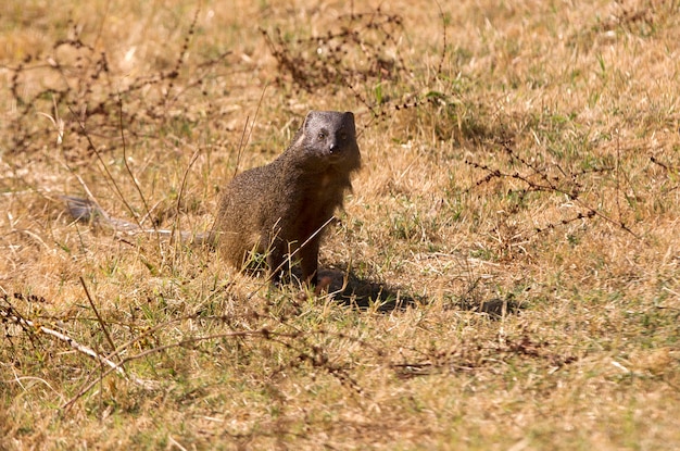 Mangosta en España, mamíferos, animales, herpestes icneumón