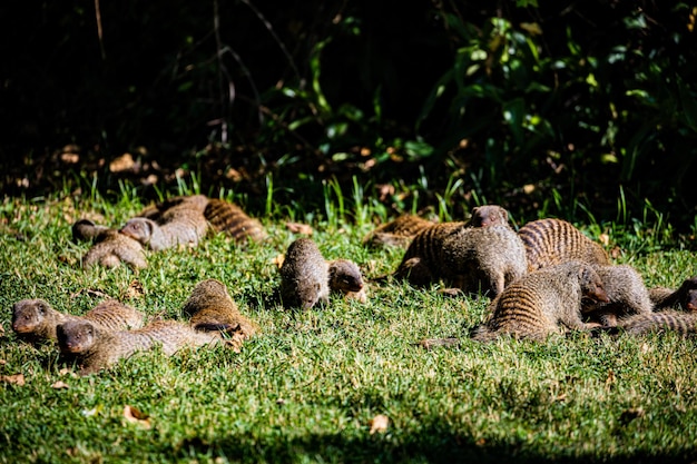 Mangosta Fauna Silvestre Animales Mamíferos Sabana Pastizales Reserva Nacional Masai Mara Parque Narok Cou