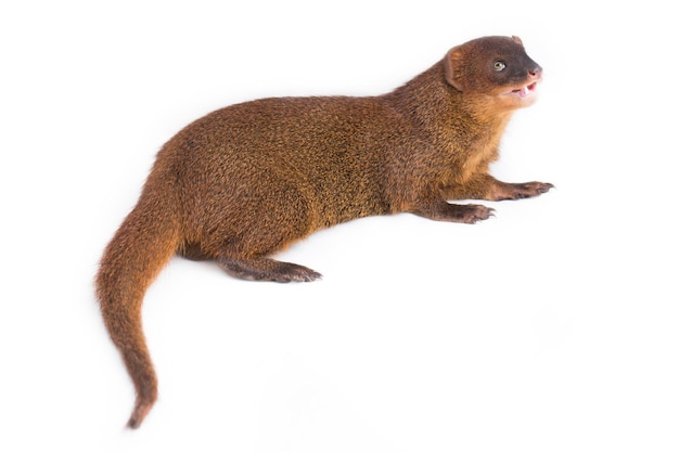 Mangosta de Java o mangosta asiática pequeña (Herpestes javanicus) aislada sobre fondo blanco