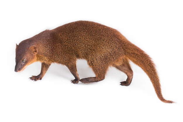 Mangosta de Java o mangosta asiática pequeña (Herpestes javanicus) aislada sobre fondo blanco