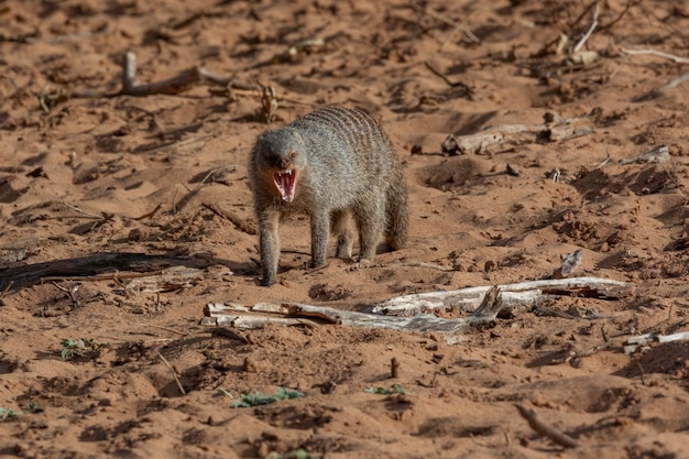 Mangosta rayada Mungos mungo Botswana