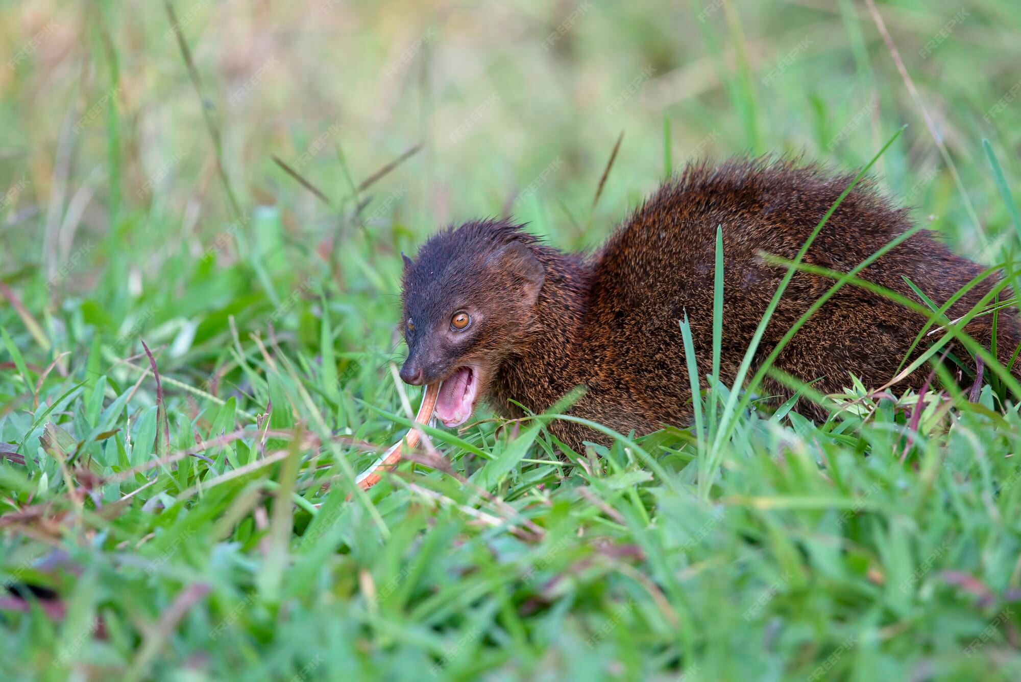 Mangosta urva javanica comiendo una serpiente como presa Foto Premium