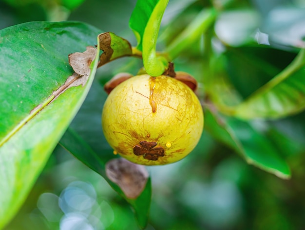 Mangostán, en árbol con hoja verde superficie borrosa, Macro