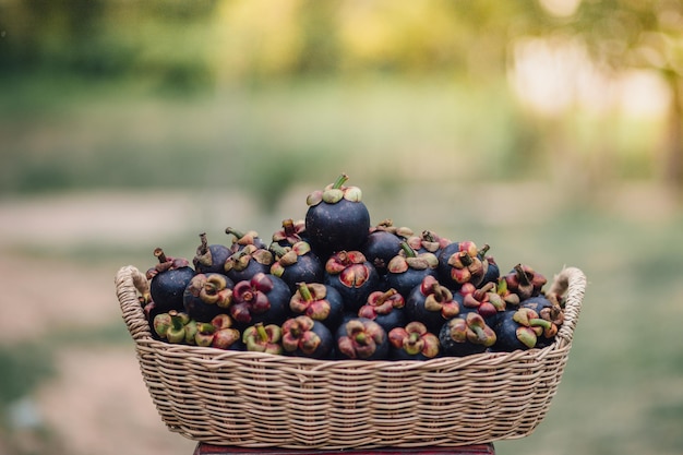 El mangostán es una fruta de Asia que ha sido muy popular. El mangostán ha sido conocido como La Reina