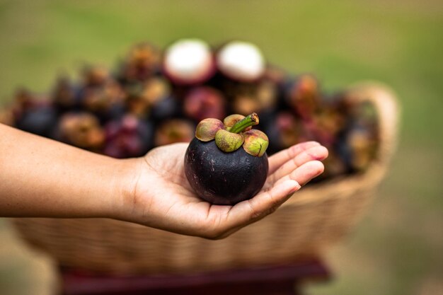 El mangostán es una fruta de Asia que ha sido muy popular. El mangostán ha sido conocido como La Reina