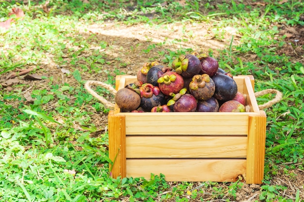 Mangostán Fruta tropical. Reina de la fruta.