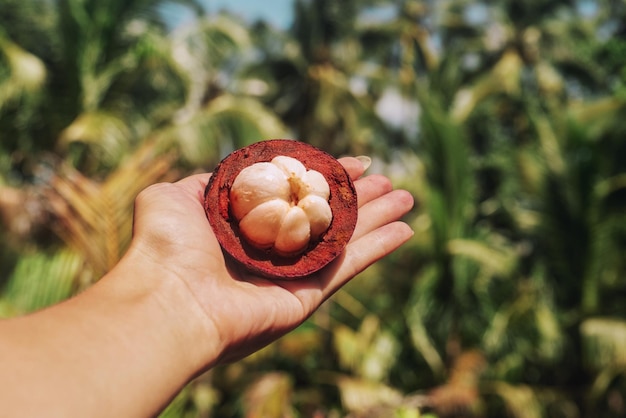 Mangostan im blauen Himmel der Frauenhand und im Hintergrund der Palmen