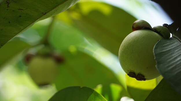 un mangostán que está en un árbol