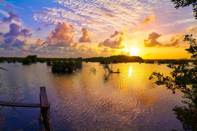Foto mangroove atardecer en riviera maya