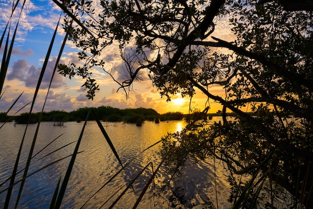 Mangroove Sonnenuntergang in Riviera Maya