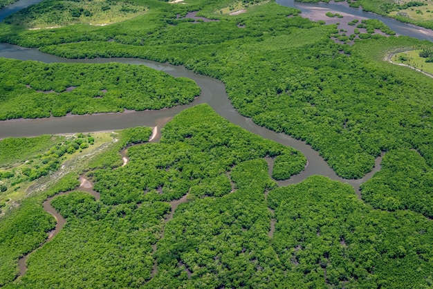 Mangrove Recife Pernambuco Brasilien Baumschule mehrerer Arten Luftbild