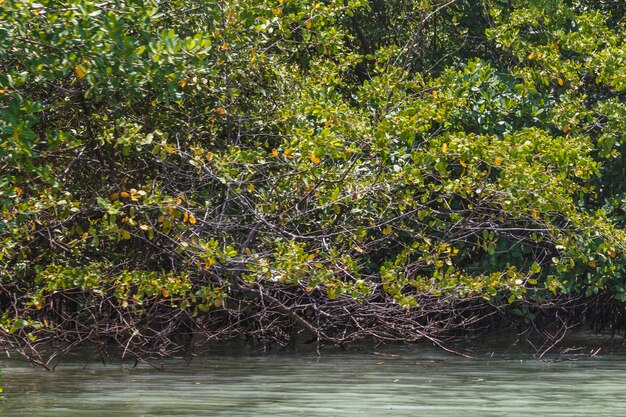 Foto mangroven-foto. mangrove. krabbenzucht