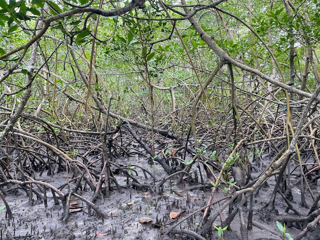Mangroven in Porto Seguro Bahia Brasilien