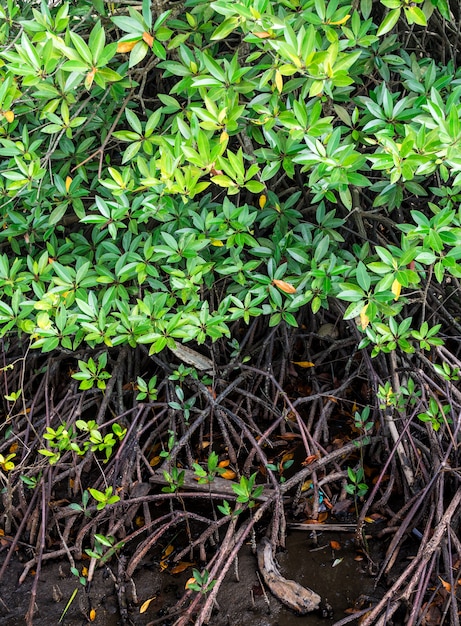 Mangroven Und mit langen Wurzeln und Blättern grün und entlang des Waldes gepflanzt.