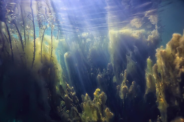 Foto mangroven unterwasserlandschaft hintergrund / abstrakte büsche und bäume auf dem wasser, transparente wassernatur eco