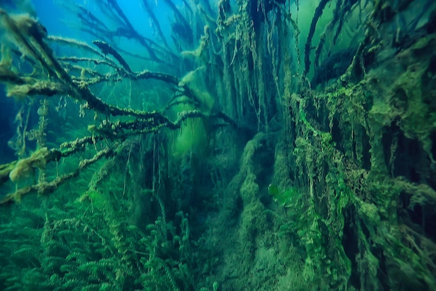 Mangroven Unterwasserlandschaft Hintergrund / abstrakte Büsche und Bäume auf dem Wasser, transparente Wassernatur eco