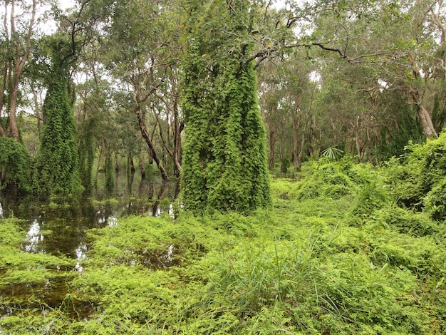 Mangroven Wald