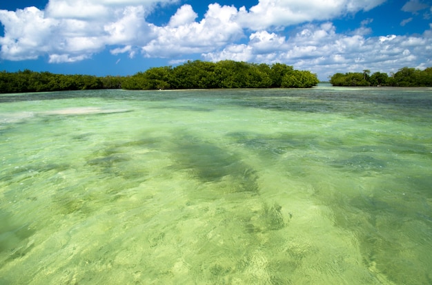 Mangrovenbäume im karibischen Meer