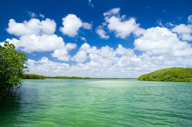 Mangrovenbäume im karibischen Meer