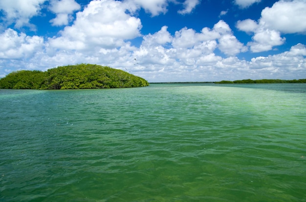 Mangrovenbäume im Karibischen Meer