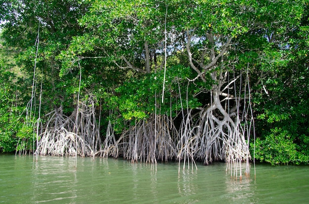 Mangrovenbäume im karibischen Meer