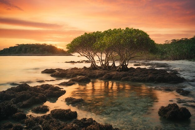 Mangrovenbäume und Korallen am Strand von Tanjung Pinggir auf der Insel Batam bei Sonnenuntergang