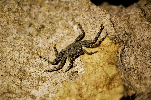 Mangrovenbaumkrabbenfoto nachts auf einem Felsen