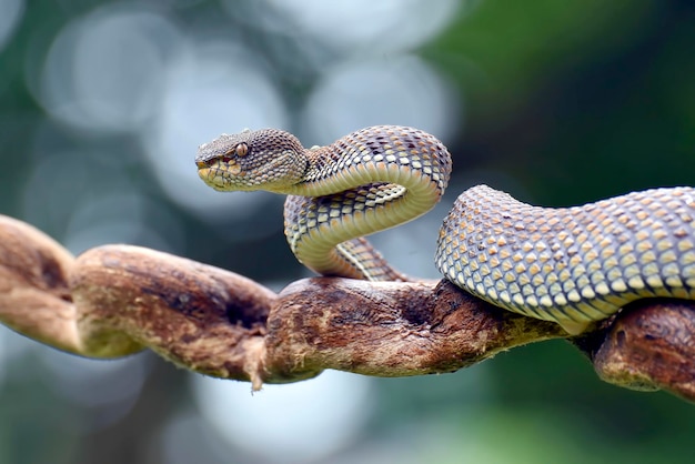 Mangrovenbaumotter auf einem Ast