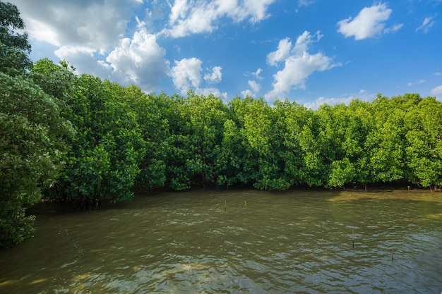 Mangrovenwälder und -küsten, roter Mangrovenwald und seichte Gewässer auf einer tropischen Insel, Mangrov