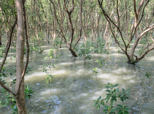 Mangrovenwald in Thailand. Mangroven dienen vielen Meeresbewohnern als Kinderstube.