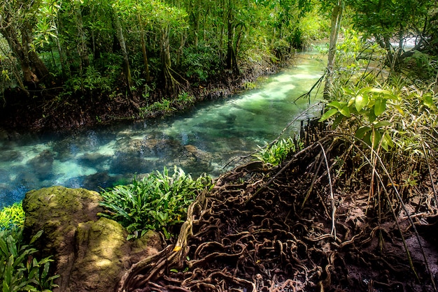 Mangrovenwald mit Fluss