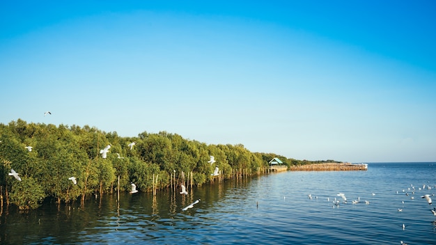 Mangrovenwald mit Möwen