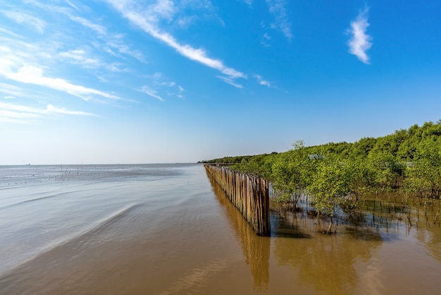 Mangrovenwald, Samut Prakan, Thailand