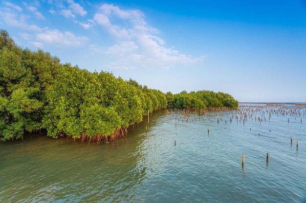 Mangrovenwald und der HimmelGroßer Fluss mit Mangrovenwald und hellem Himmel