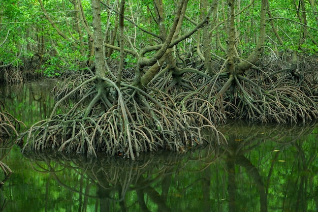 Mangrovenwurzeln, die über dem Meerwasser wachsen