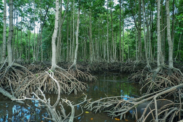 Foto mangrovenwurzeln, die über dem meerwasser wachsen